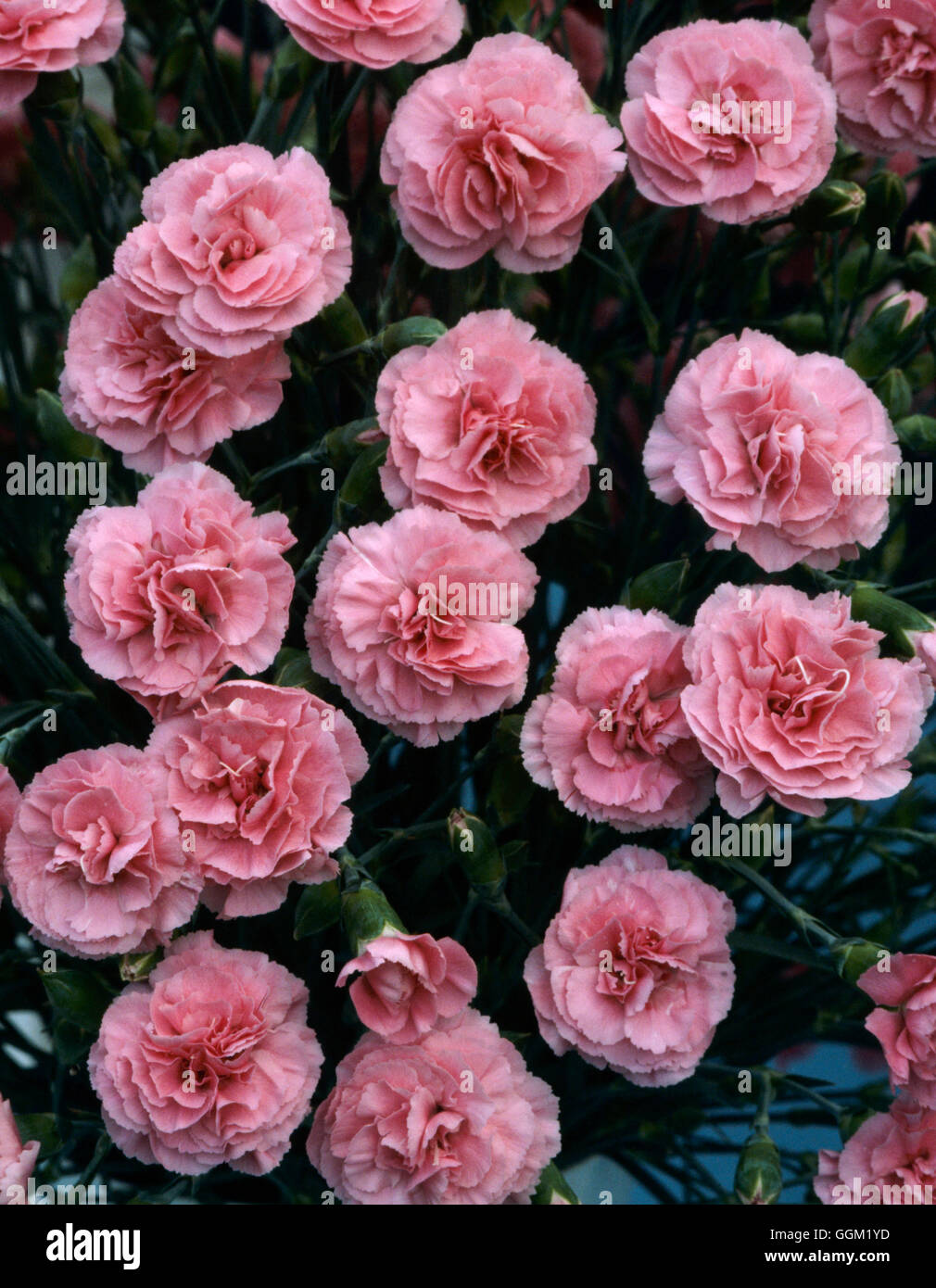 Dianthus - `Valda Wyatt' AGM (Pinks)   PER036052 Stock Photo